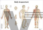 Body Acupuncture - Anatomical Chart